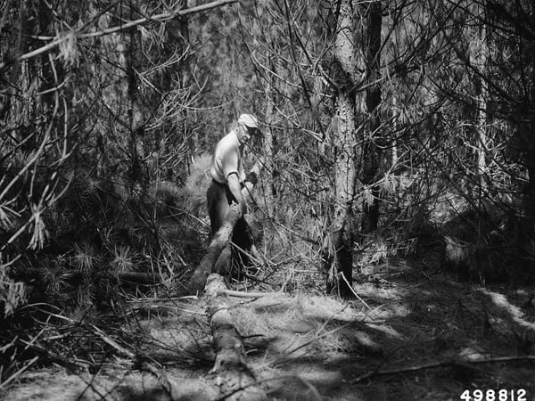 Photograph of Carrying Pulpwood Stick out to Pile - NARA & DVIDS Public ...