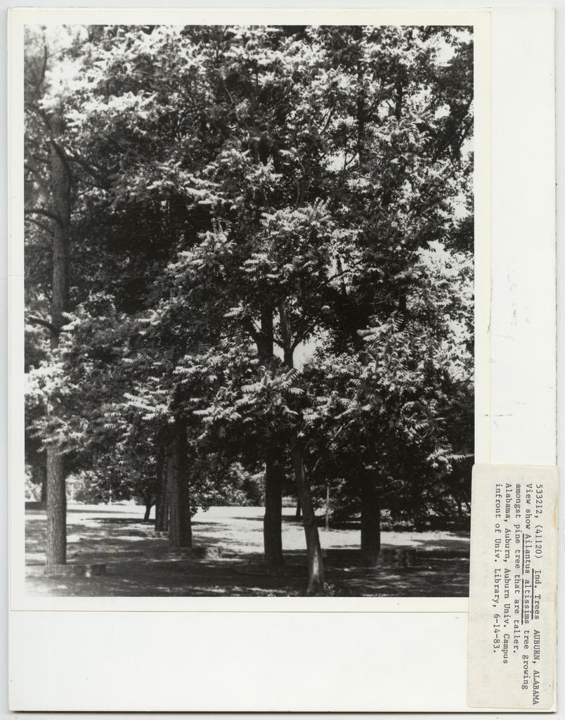 Tree Identification - Ailanthus, National Forest Service photograph ...