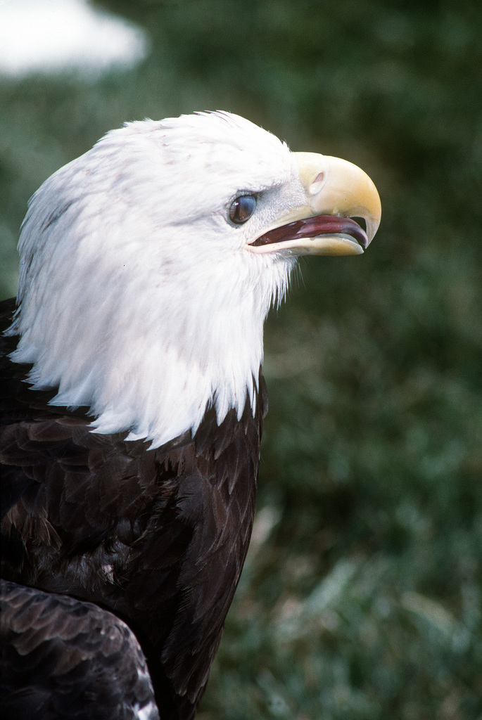 An American bald eagle on display at the National Victory Celebration ...