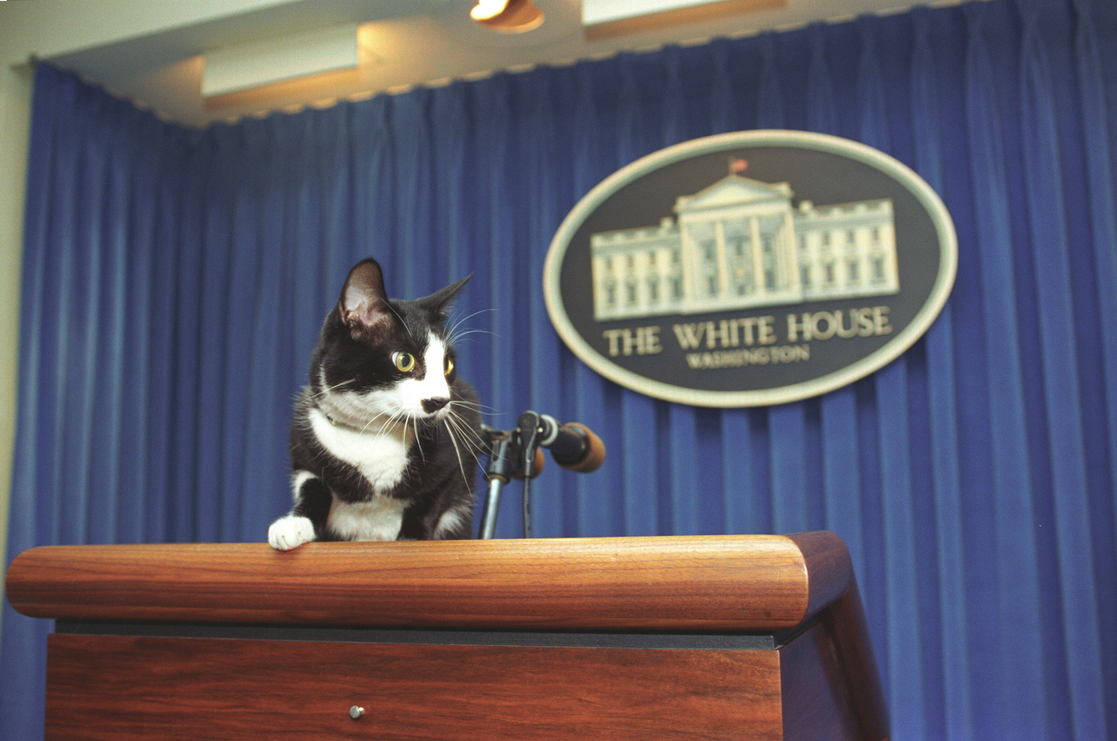 Photograph Of Socks The Cat Standing On The Press Podium In The Press Room At The White House U S National Archives Dvids Public Domain Search