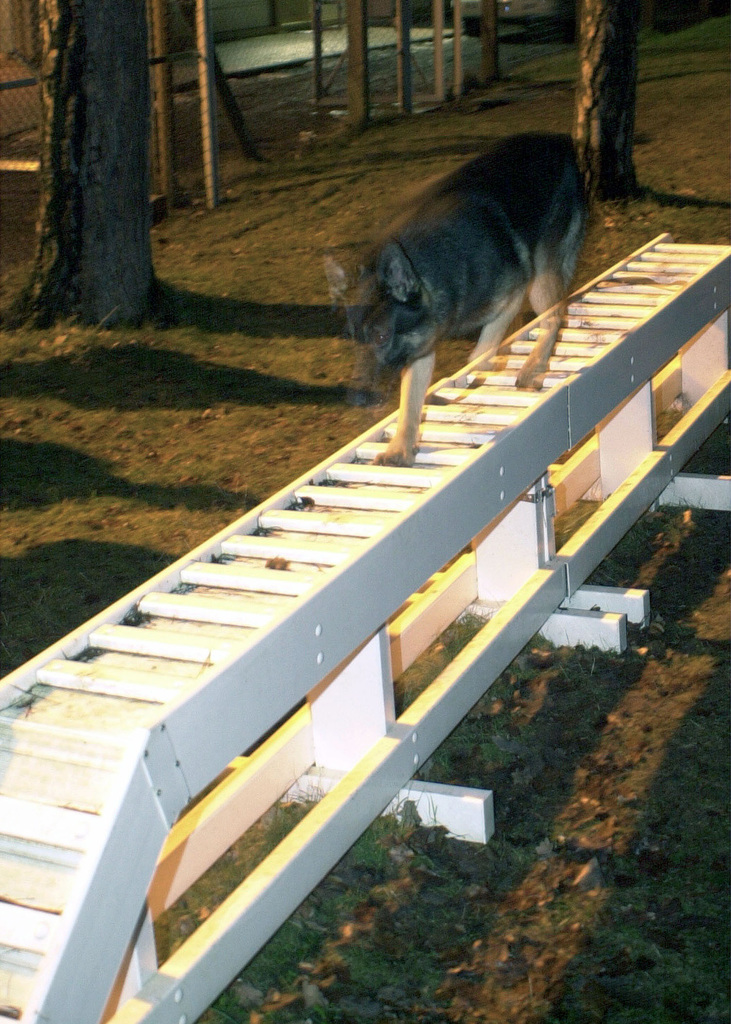 DOD/MWD K-9 Obstacle course