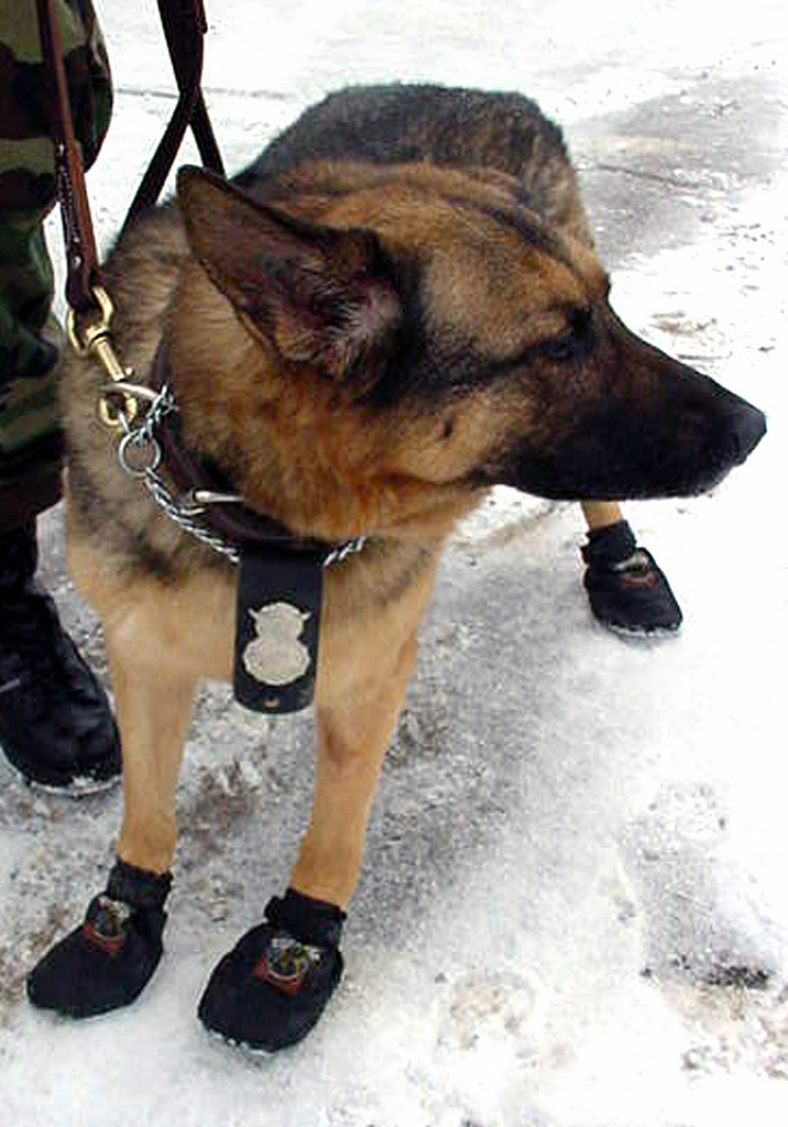 working dog boots