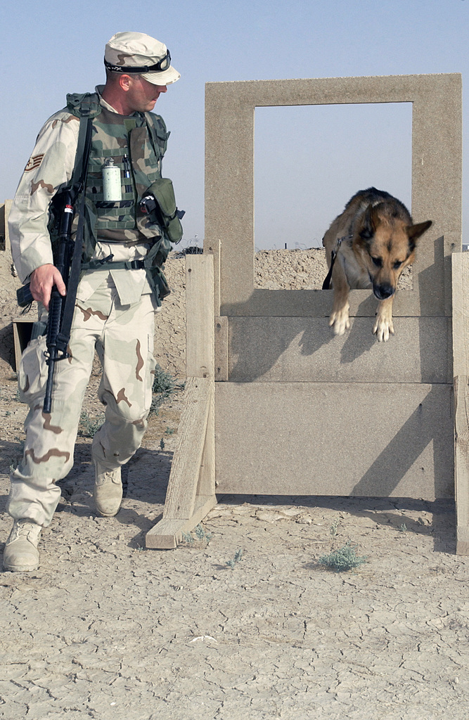 DOD/MWD K-9 Obstacle course