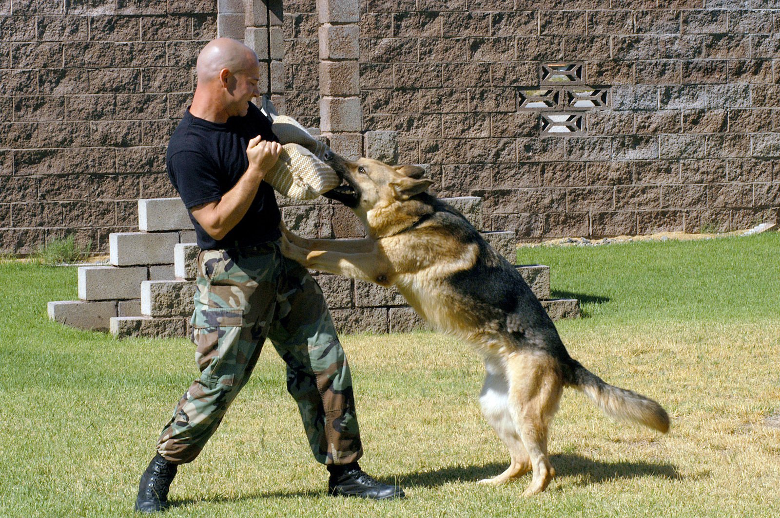 are dogs allow in us air force base