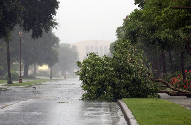 A tree felled by the high winds of Hurricane Frances crosses a sidewalk ...