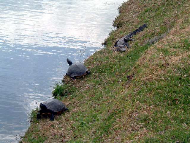 Ashley River Road - Sunning Alligator and Turtles - PICRYL Public ...