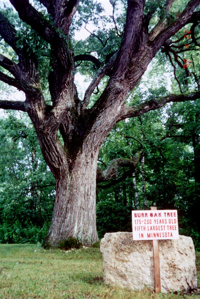 historic-bluff-country-scenic-byway-burr-oak-tree-magelssen-park