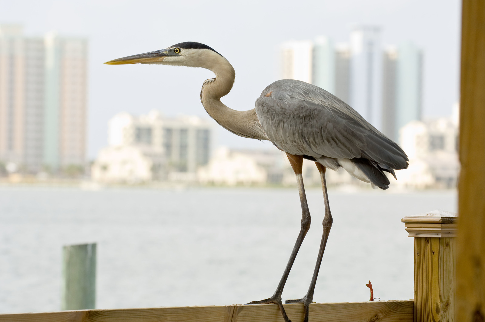 Wildlife 2. Цапля Херон. Серая цапля. Голубая цапля. Птица Ardea cinerea.